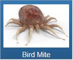 mite | mites | Long Island | Wood | House | Spray | Remove | Control | Long Island Pest Control | New York | Insects | Bugs | Animals | Rid | Pests | Nassau County | Home | Bird