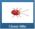 mite | mites | Long Island | Wood | House | Spray | Remove | Control | Long Island Pest Control | New York | Insects | Bugs | Animals | Rid | Pests | Nassau County | Home | Clover
