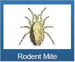mite | mites | Long Island | Wood | House | Spray | Remove | Control | Long Island Pest Control | New York | Insects | Bugs | Animals | Rid | Pests | Nassau County | Home | Rodent