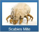 mite | mites | Long Island | Wood | House | Spray | Remove | Control | Long Island Pest Control | New York | Insects | Bugs | Animals | Rid | Pests | Nassau County | Home | Scabies