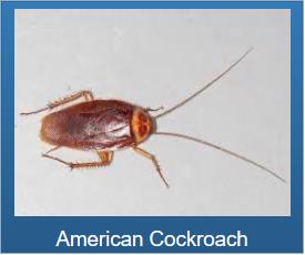 American Cockroach | Roaches | Brown | Removal | House | Long Island Pest Control | New York | Insects | Mice | Rats | Bugs | Animals | Rid | Pests | Nassau County | Home