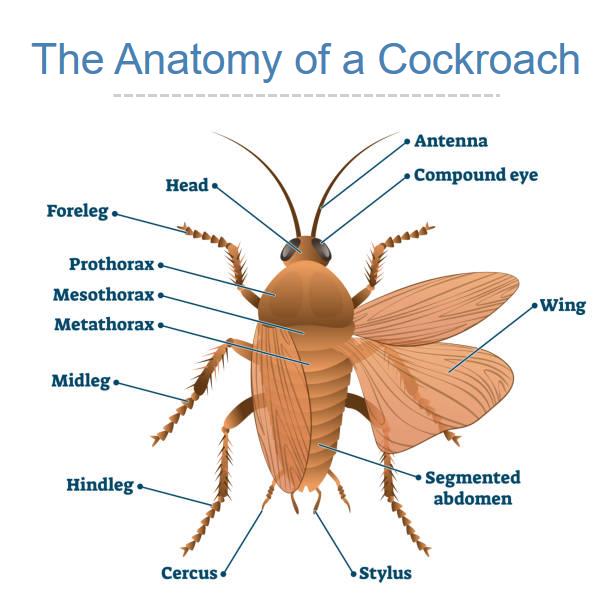 Parts | Roach | Cockroach | Spray | Remove | Anatomy | Long Island Pest Control | New York | Insects | Mice | Rats | Bugs | Animals | Rid | Pests | Nassau County | Home 