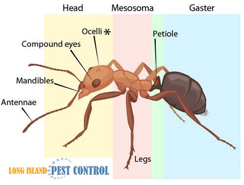 Ant | anatomey | Parts | infestation | House | Property | Spray | Poisions | Long Island Pest Control | New York | Insects | Mice | Rats | Bugs | Animals | Rid | Pests | Nassau County | Home