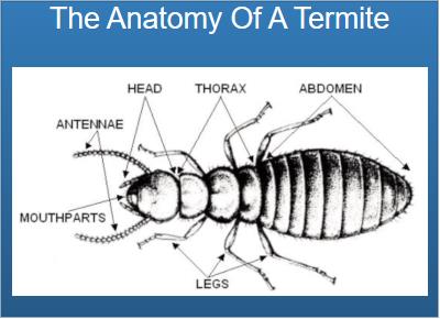 termites | Parts | anatomey | house | Property | spray | insecticides | Long Island Pest Control | New York | Insects | Mice | Rats | Bugs | Animals | Rid | Pests | Nassau County | Home
