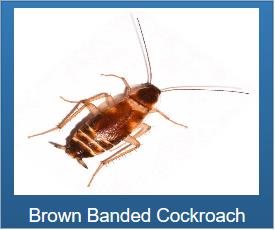 Roaches | Infestation | Cockroach | Removal | Control | Long Island Pest Control | New York | Insects | Mice | Rats | Bugs | Animals | Rid | Pests | Nassau County | Home
