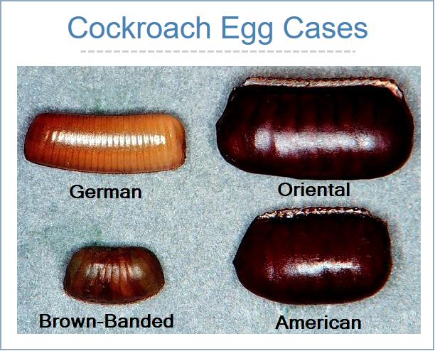 Eggs, Pest Control Long Island, cockroach control, Long Island, New York, termites, cockroaches, American cockroach, German cockroach, Oriental cockroach, brown-banded cockroach, pests, ootheca, pest control, insects, infestation, exterminating
