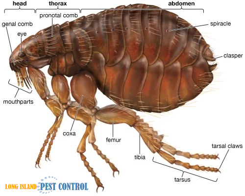 Anatomey | Parts | House | Long Island | Long Island Pest Control | New York | Insects | Mice | Rats | Bugs | Animals | Rid | Pests | Nassau County | Home | Fleas