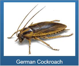 Roach | Cockroach | House | German | Remove | Long Island Pest Control | New York | Insects | Mice | Rats | Bugs | Animals | Rid | Pests | Nassau County | Home
