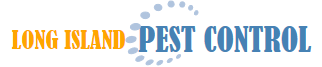 Long Island Pest Control | New York | Insects | Mice | Rats | Bugs | Animals | Rid | Pests | Nassau County | Home | Fleas