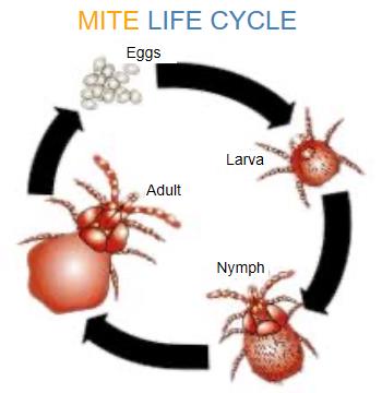 mite | mites | Long Island | Wood | House | Spray | Remove | Control | Long Island Pest Control | New York | Insects | Bugs | Animals | Rid | Pests | Nassau County | Home | Scabies | Life Cycle
