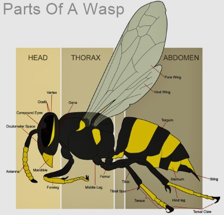 Parts | Wasp | Anatomy | Nest | Hive | Long Island Pest Control | New York | Insects | Mice | Rats | Bugs | Animals | Rid | Pests | Nassau County | Home | Fleas