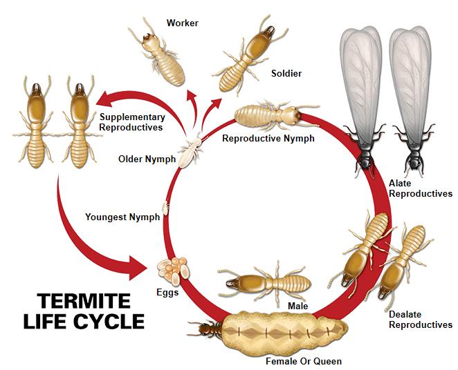 termites | damage | Life cycle | house | remove | Long Island Pest Control | New York | Insects | Mice | Rats | Bugs | Animals | Rid | Pests | Nassau County | Home
