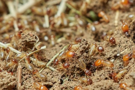 termites | damage | House | Property | Long Island Pest Control | New York | Insects | Mice | Rats | Bugs | Animals | Rid | Pests | Nassau County | Home | Wood
