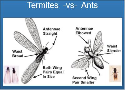 termite inspection, Long Island, swarm, pest control, termite control, wood-destroying insects, pests, ants, New York, subterranean termites, mud tubules, exterminators